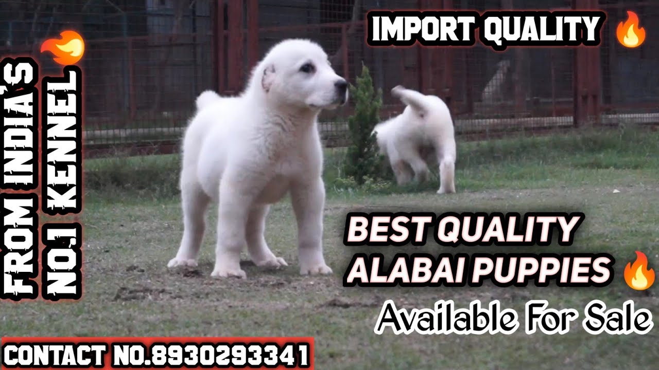 Best Quality Alabai Puppies Available For Sale In India | Ruffhouse Kennel | #alabaidog #alabai
