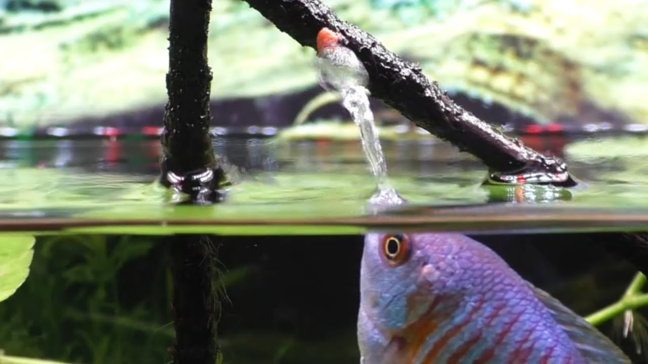 My Dwarf Gourami - What Makes Him So Special?
