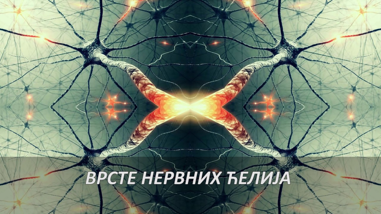 Kap biologije - Nervni sistem
