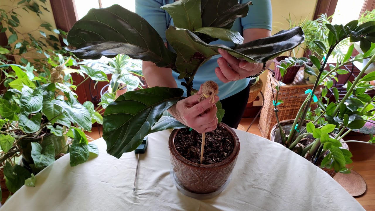 How to Revive a Fiddleleaf Fig (Part 2)