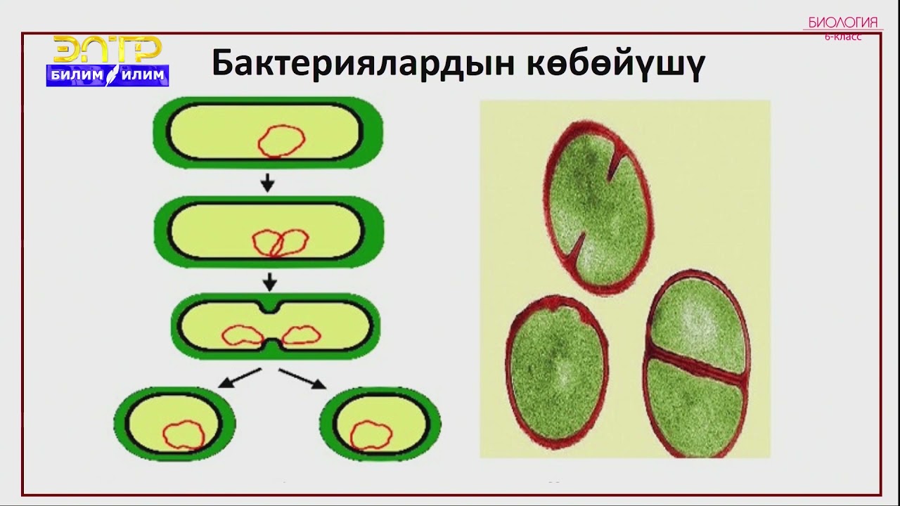 6-класс | Биология | Бактериялар, алардын түзүлүшү жана жашоо тиричилиги