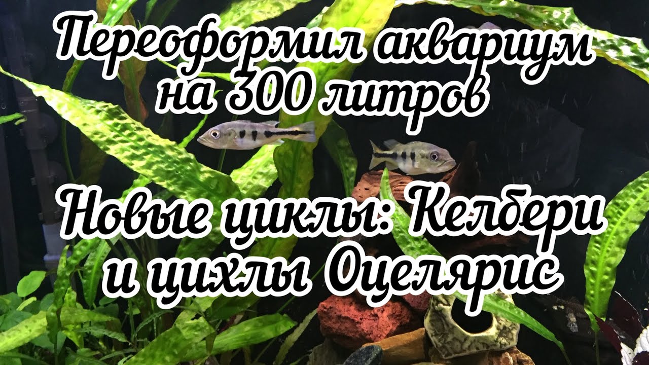 Обзор аквариума на 300 литров, новые цихлы Келбери и Оцелярис