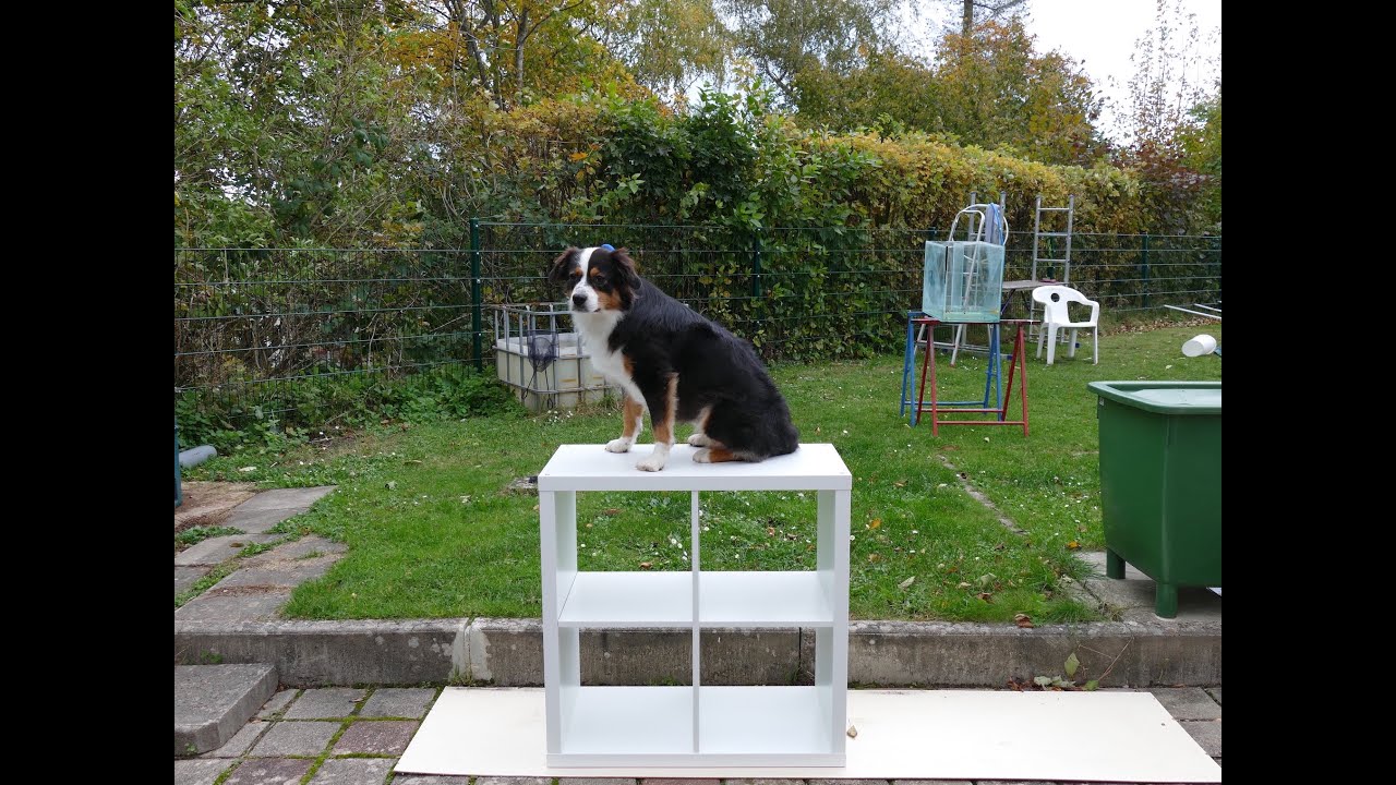 KALLAX Regal der ULTIMATIVE TEST I Aquarium Schrank I TAX