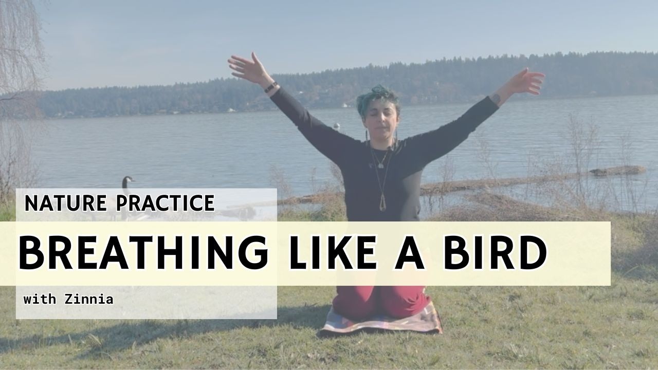 Breathing Like a Bird 🐦‍⬛ | 4 part breath & movement practice