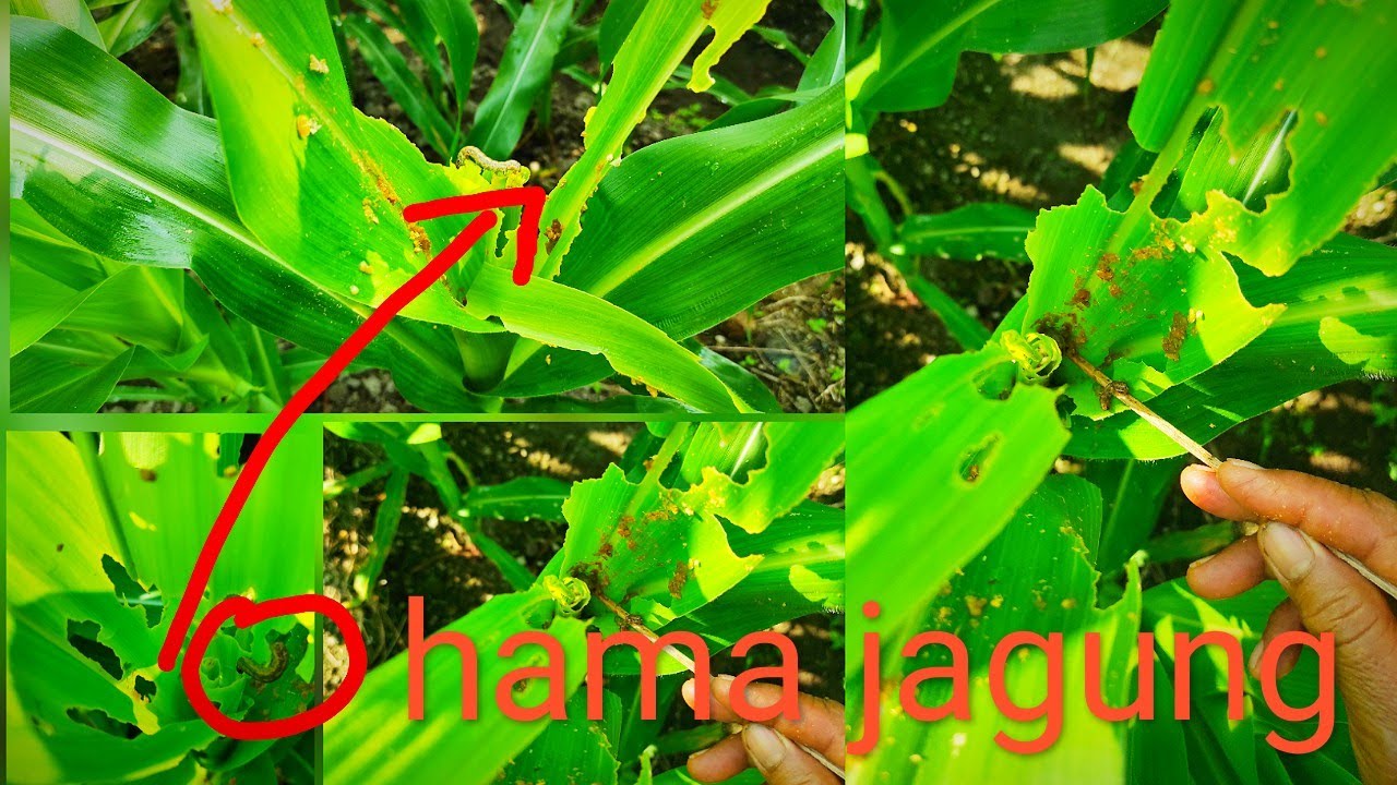 mancing ulat grayak!! musuh petani jagung