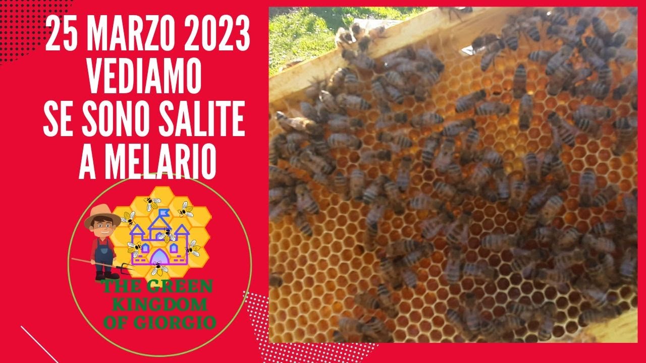 ciliegio 25 03 2023 vediamo se sono salite a melario