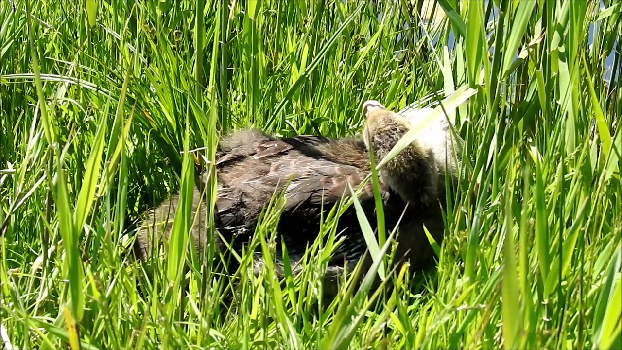 Jonge Grauwe Gans met vogelgriep