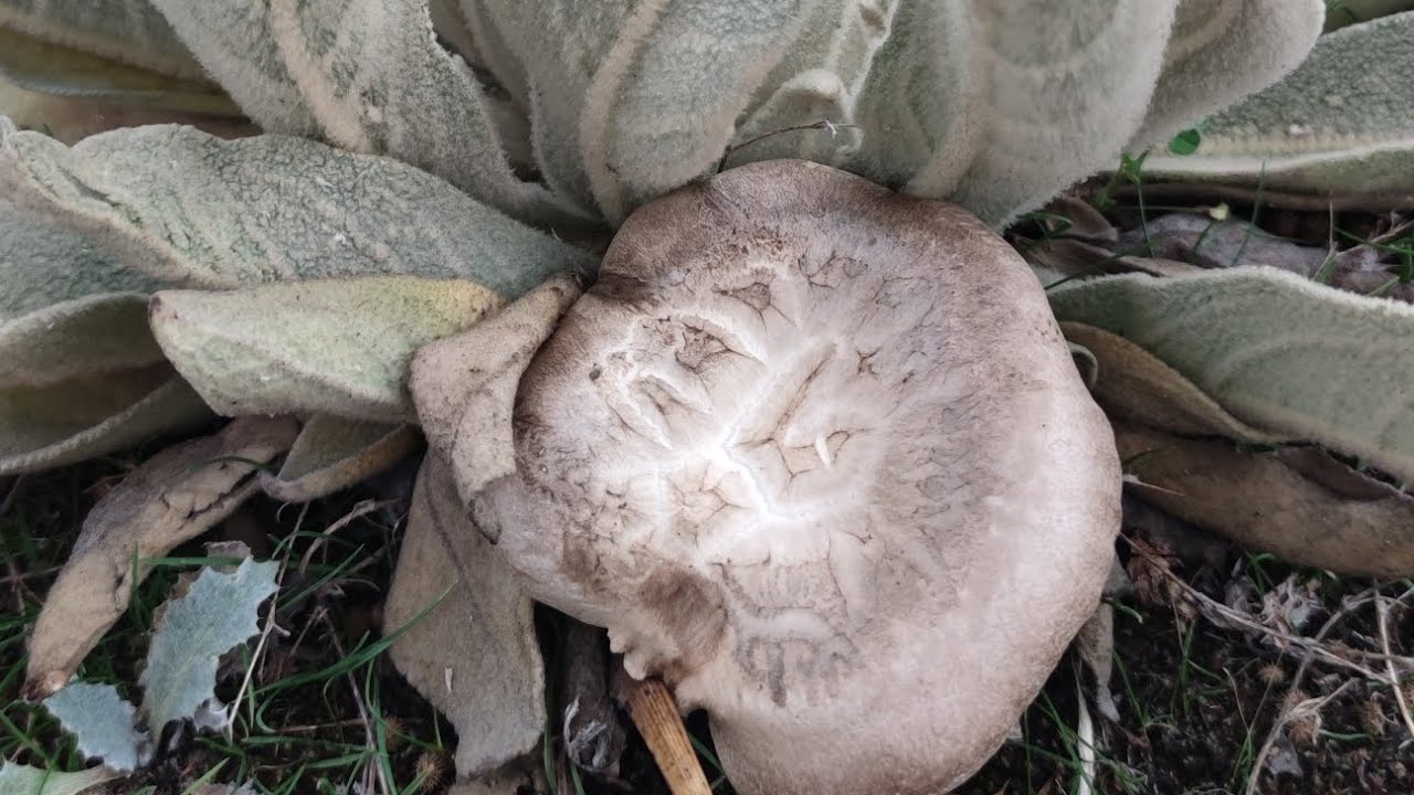 Diken Mantarı-Kulacık Mantarı-Kulak mantarı (Pleurotus eryngii) taze taze topladık
