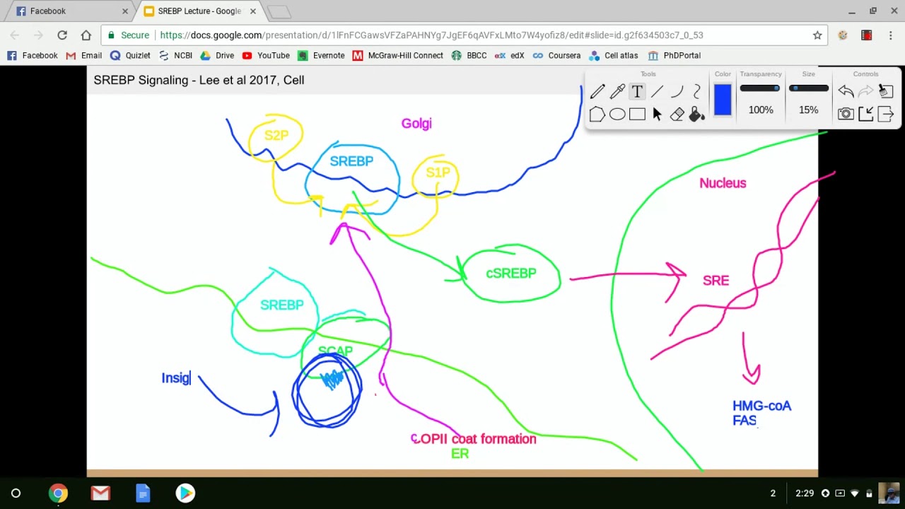 SREBP Signaling Lecture
