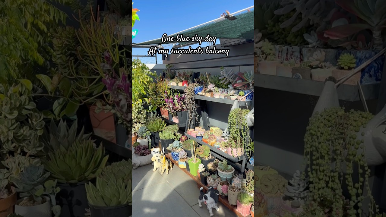 A succulent balcony 