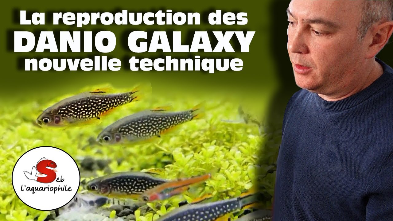 La reproduction des Microrasbora galaxy . Le danio margaritatus