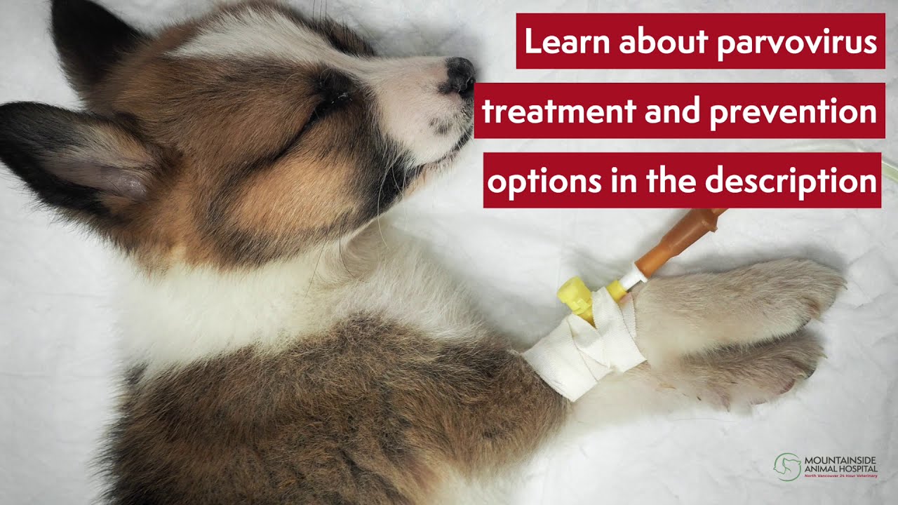 Do You Know the Dangers of Parvovirus for Puppies & Young Dogs?