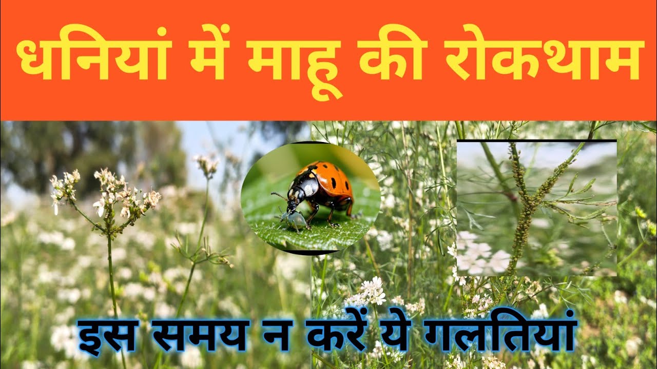 धनिया में माहू की रोकथाम! Aphid Control In Coriander. पूरी जानकारी इस वीडियो में आसान भाषा में 👆🙏❤️