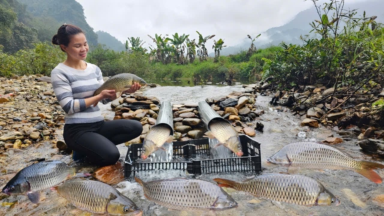 An amazing fishing technique: using PVC pipes to catch fish in a large stream.