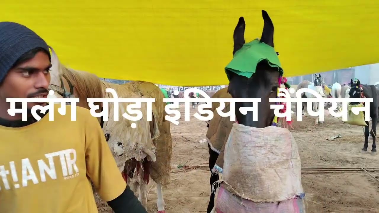 घोड़े की कीमत