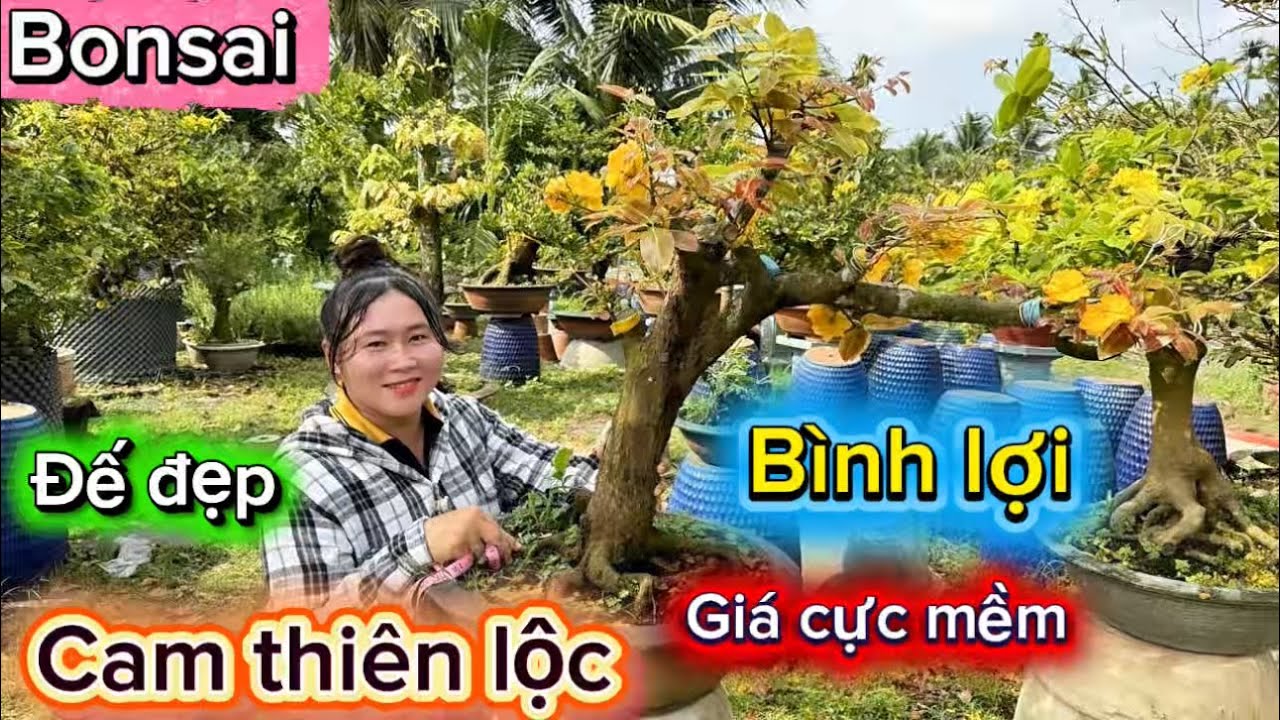 25-2-2026☎️0922.739.393 Ngân 🌳mai giá mềm-cam thiên lộc-bình lợi giá vốn-nhiều giống. 