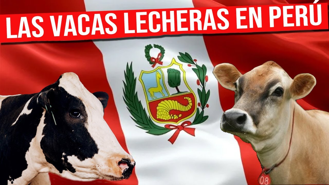 🔴 VACAS LECHERAS En  Per&uacute; Descubre el Secreto de la Leche de Calidad ✅ Gado Leitero