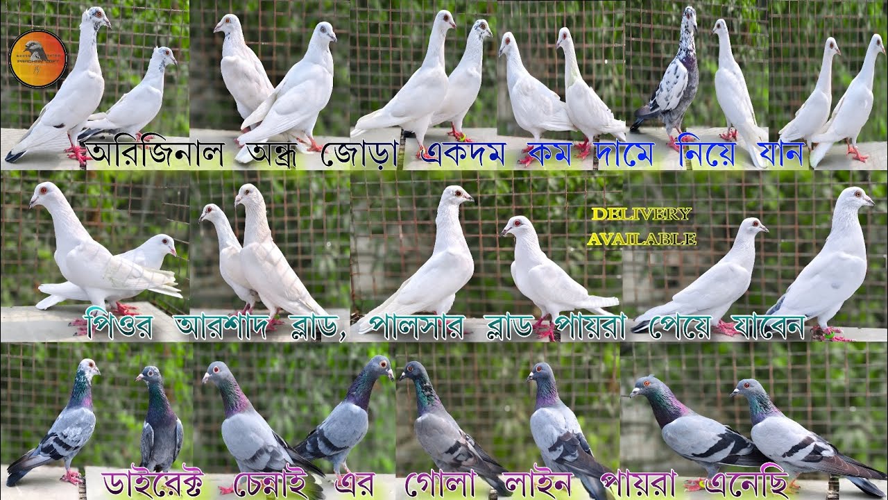 আজকে অরিজিনাল অন্ধ্র, আরশাদ,গোলা লাইন কাকে বলে দেখে নিন বন্ধুরা (📞_6289694768)