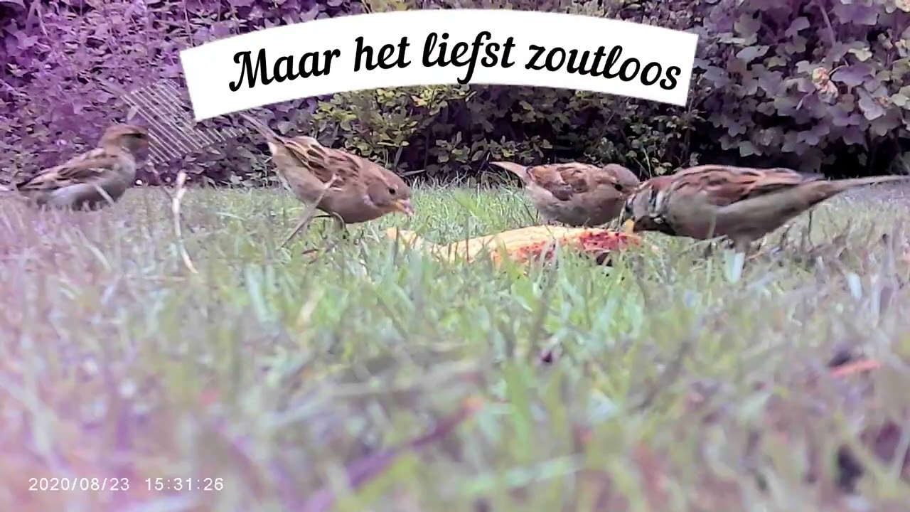 tjilpende huismussen
