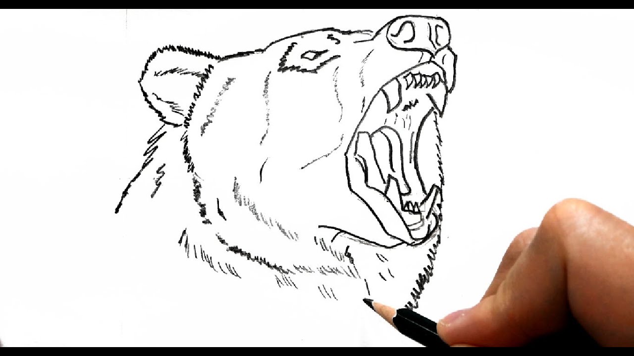 Cómo dibujar un oso a lápiz fácil paso a paso explicado