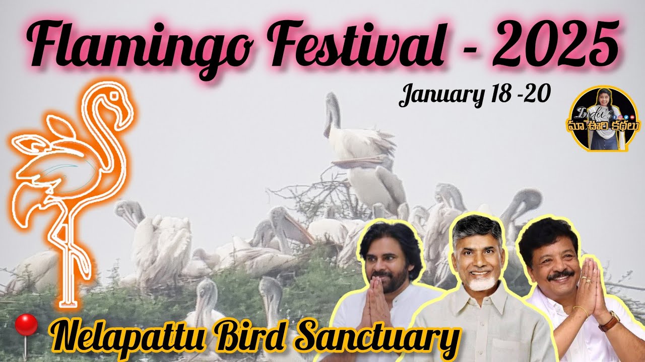 FLAMINGO FESTIVAL, 2025|NELAPATTU, ATAKANITHIPPA, B.V.PALEM, PULICAT LAKE, SRI CITY||BIRD SANCTURIES