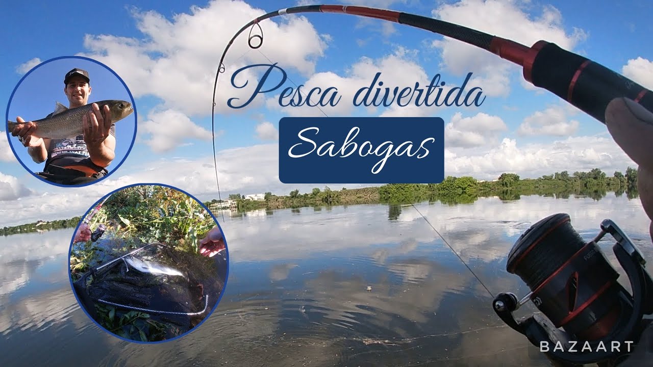 Pesca sabogas no rio Tejo (muge)