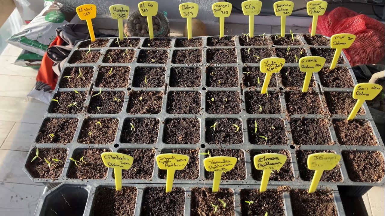 Hızlı tohum çimlendirme - Biber tohumu ne zaman ekilir - 8 günde çimlenen biberler🌱
