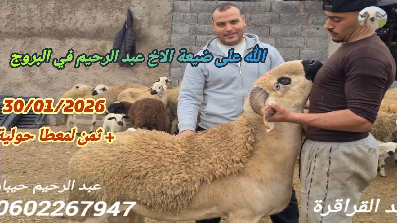 من ضيعة الاخ عبد الرحيم في البروج 130 حولية ضارة + فحولا + 16 نعجة والدة + ثمن لمعطا بتارخ 30/01/26