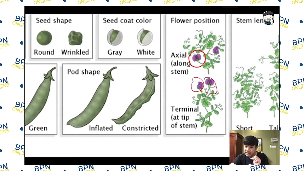 #ติวฟรี #ชีววิทยา #พันธุศาสตร์ กฎของเมนเดล กฎการแยก และ กฎการรวมกันอย่างอิสระของยีน ม.4-6 [1/2]