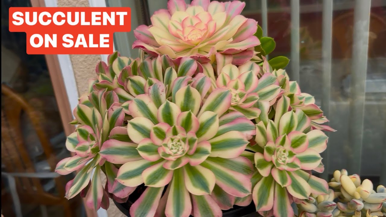 1/3 SUCCULENTS ON SALE BEAUTIFUL COLORS AEONIUM | BÁN SEN ĐÁ ĐẸP | Lele 408 883 5495