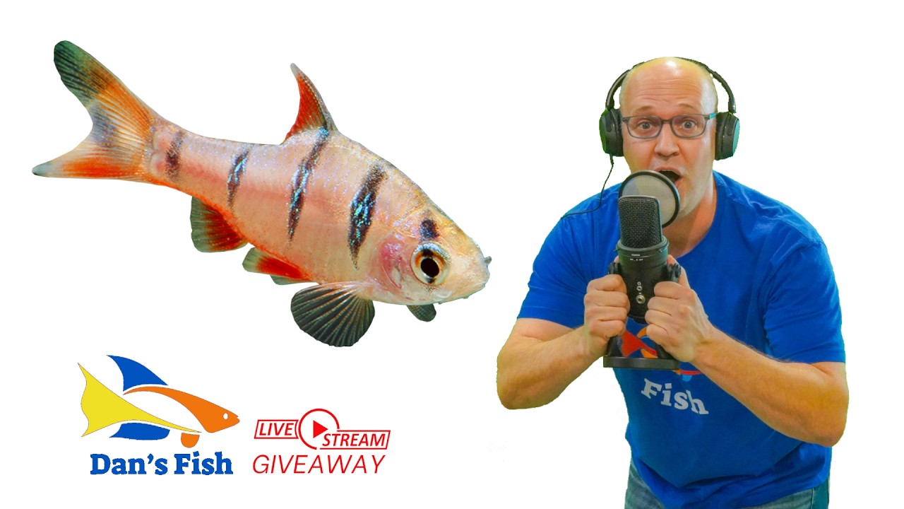 Ep576 Five Banded Barb  GIVEAWAY
