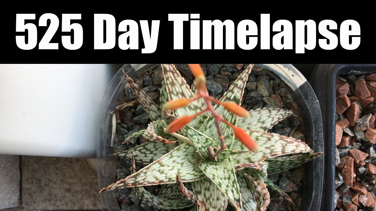 Aloe cultivar 525 Day Timelapse