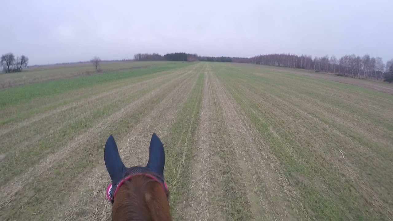 Szybki Galop, cwał po polu |Teren 2021 |