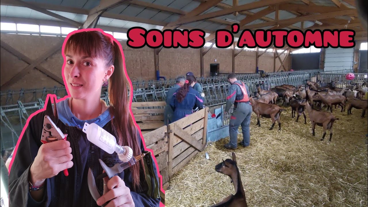 Soins aux chèvres (vaccins et taille des onglons)