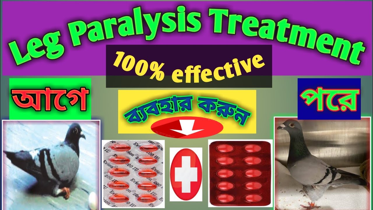 Pigeon leg paralysis treatment / kobuttor ka leg beth jane ka ilaz(পায়রার পা পড়ে যাওয়ার চিকিৎসা)