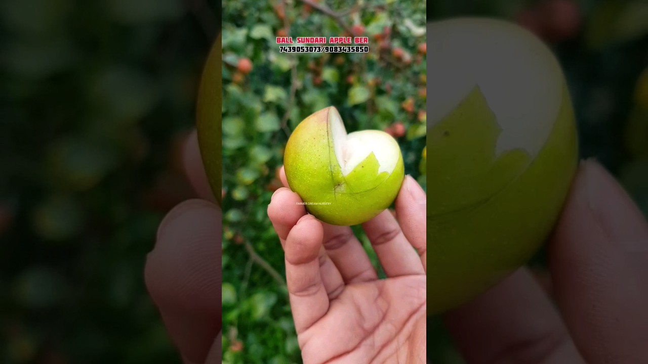Ball Sundari Apple Ber || Apple Ber ||