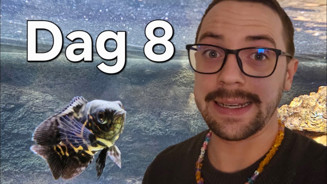 I valgte denne cichlide – dag 8 (100 dage)