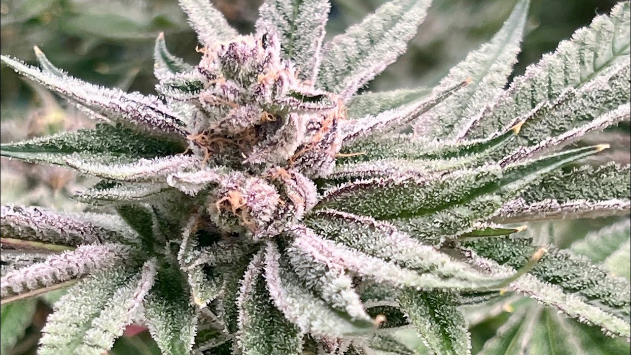 DWC Cannabis Grow: Day 21 Defoliation Results + Mid-Flower Progress (Insane Growth!)