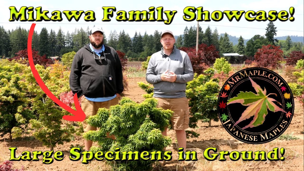 Mikawa Family Specimen Showcase! Small, Medium & Large Japanese Maples | 3 Cultivars Breakdown