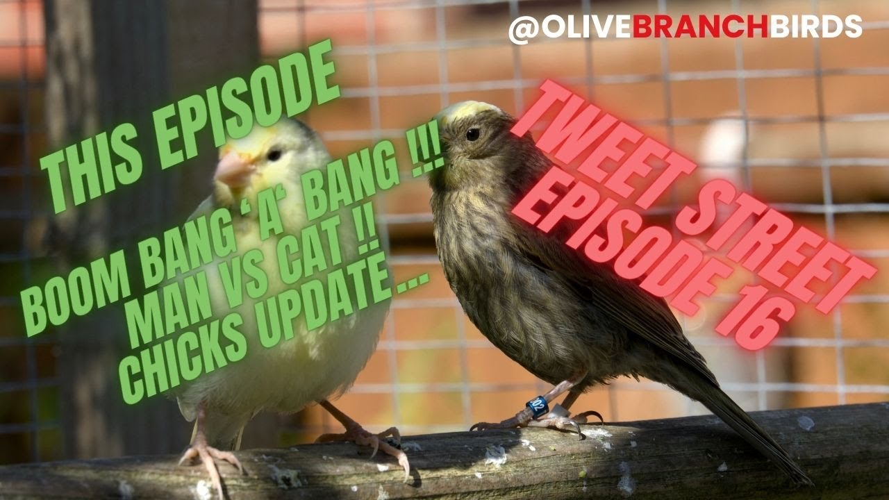 Tweet Street episode 16 - Lizard Canary Keeping.