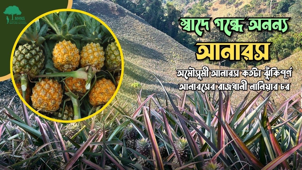 আনারসের রাজধানী নানিয়ার চর | PINEAPPLE VALLY | Mokaram Hossain