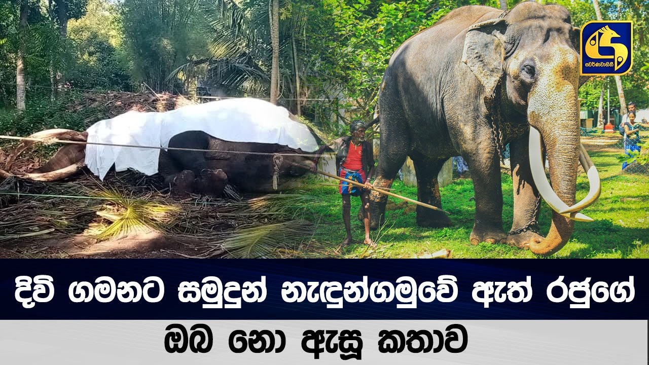 දිවි ගමනට සමුදුන් නැඳුන්ගමුවේ ඇත් රජුගේ ඔබ නො ඇසූ කතාව