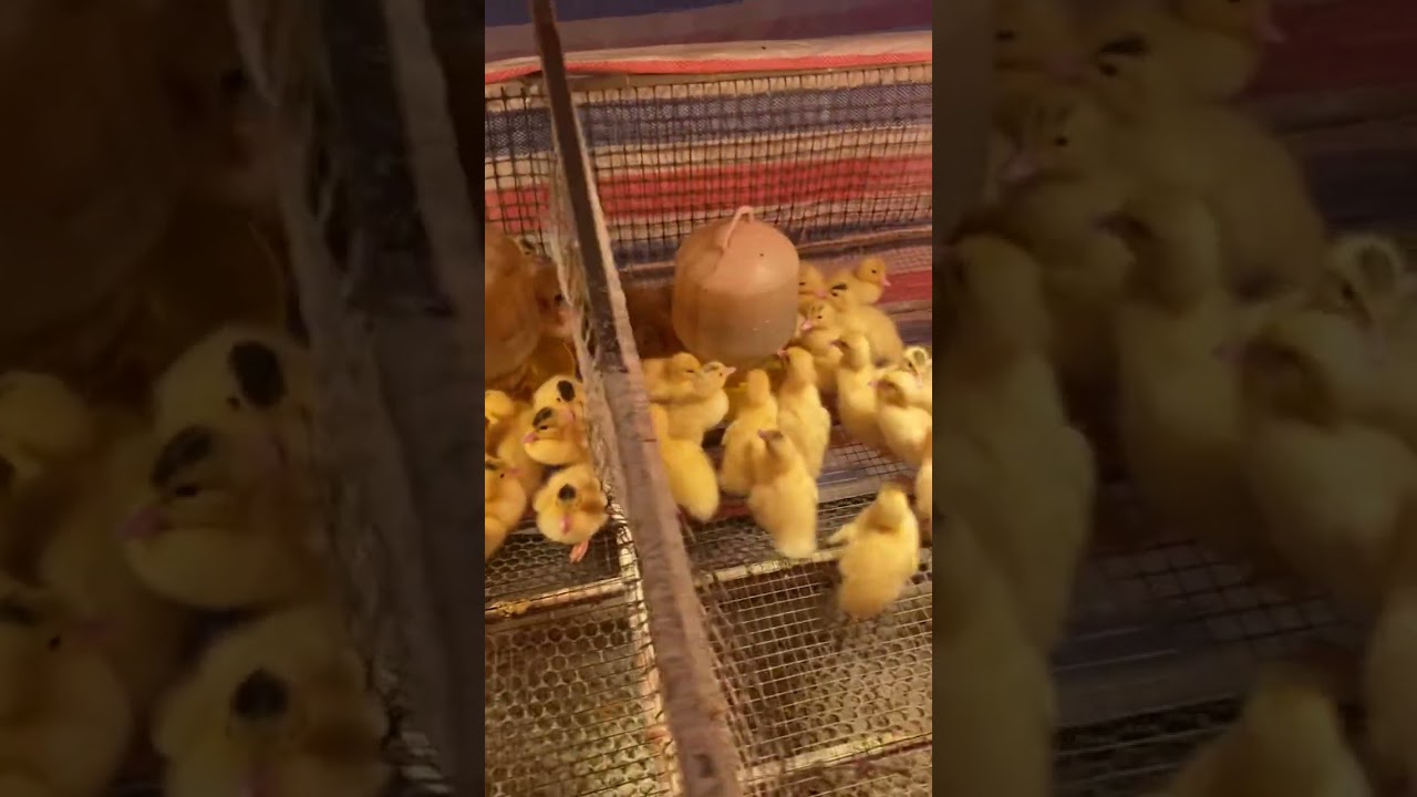 Chia sẻ quy tring làm khu úm ngan con khi mới về