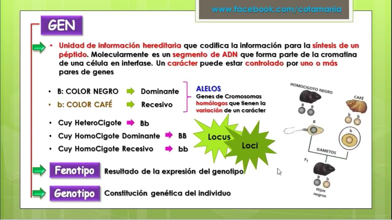 GENÉTICA MENDELIANA - Cotamania
