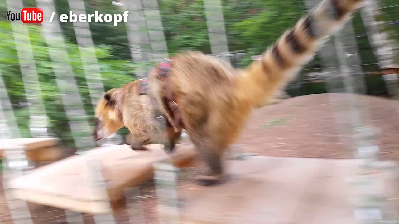This is what I call a fast Coati ...