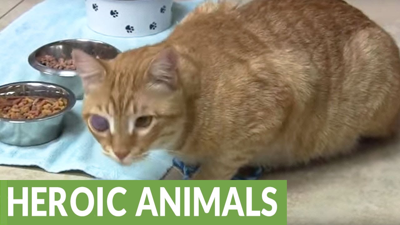 Cat receives eye surgery thanks to Facebook fans