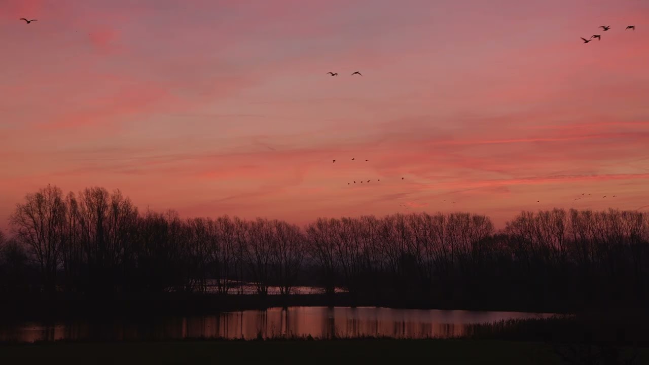 Thousands of geese taking flight.
