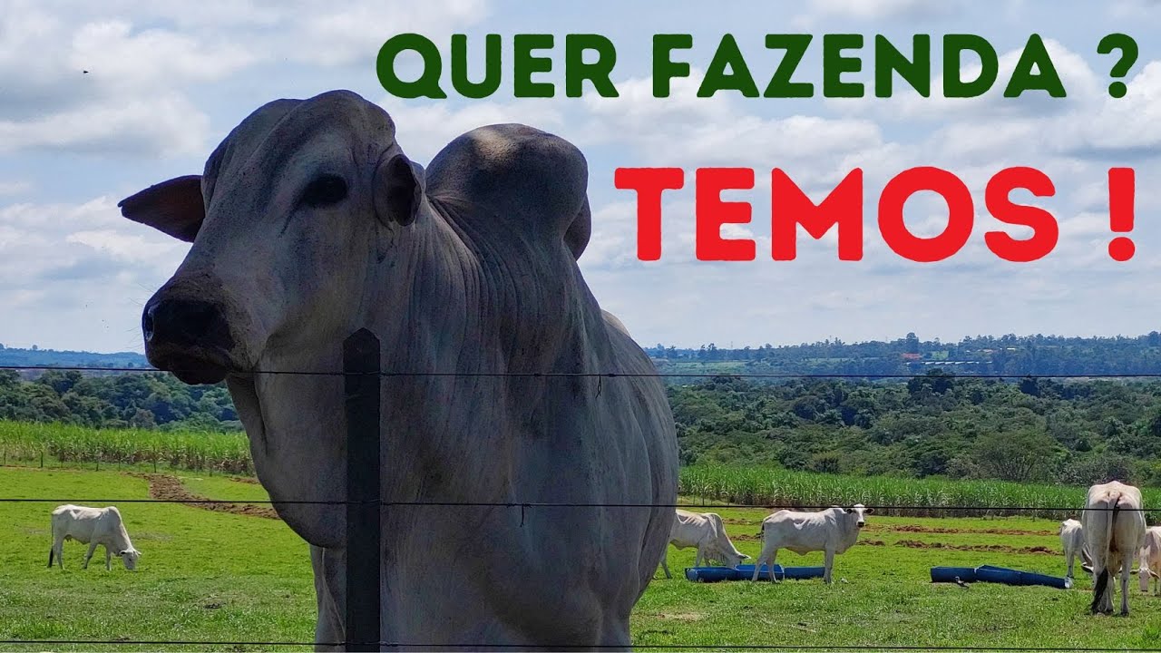 FAZENDA de 38 Alqueires