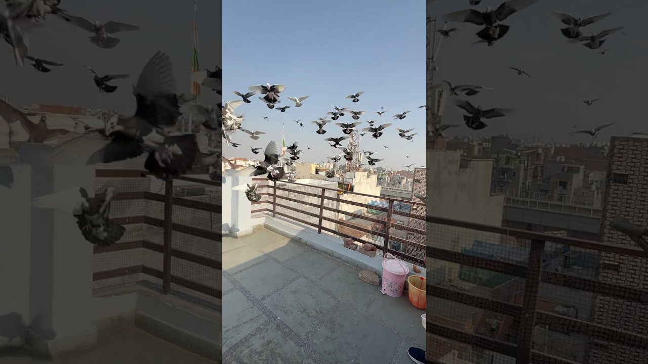 Pigeon&rsquo;s Lovers #kabootarbazi #kabootar #birds #shortfeed #shorts #short #shortvideo