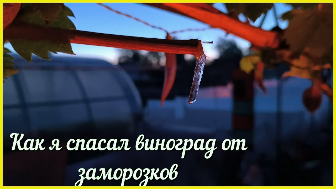 КАК защитить виноградник от ЗАМОРОЗКОВ!